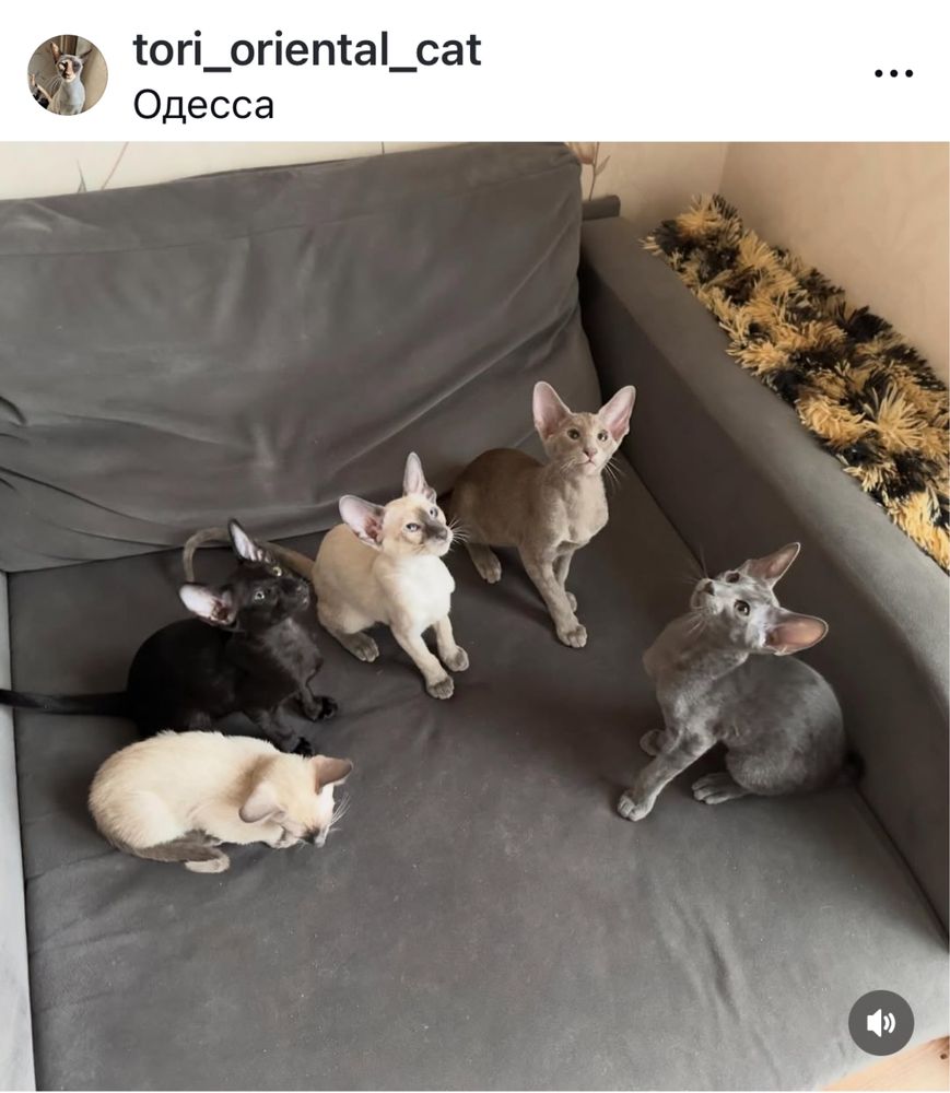 Ориентальные котята доступны к брони