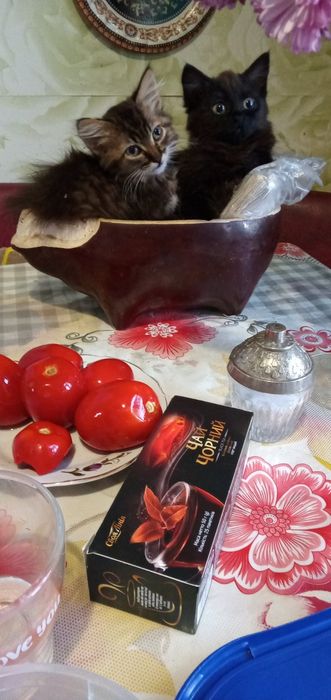 Кошенята в добрі руки