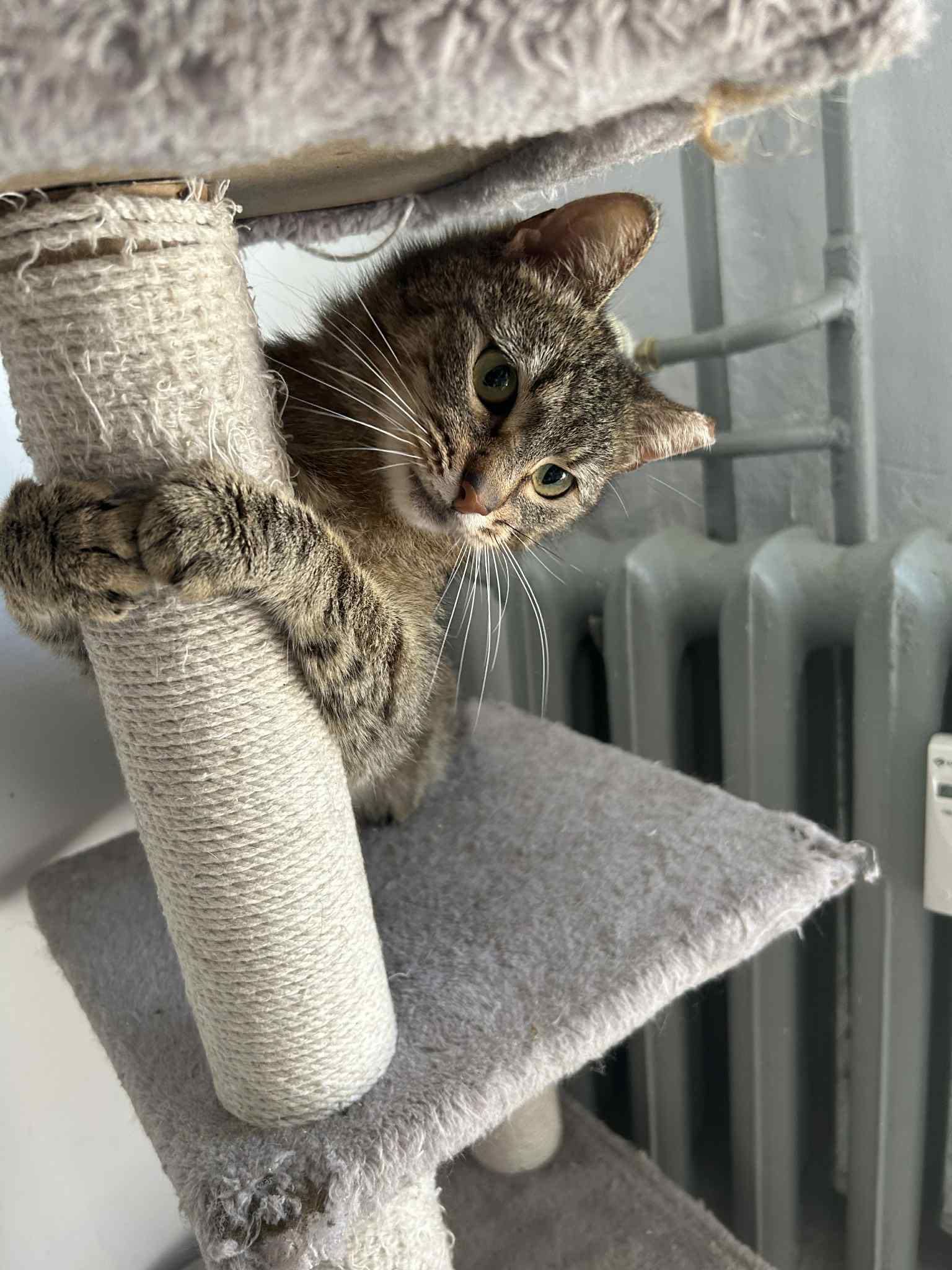 Pyza - śliczna, filigranowa bura kotka szuka domu. Nie kupuj adoptuj!