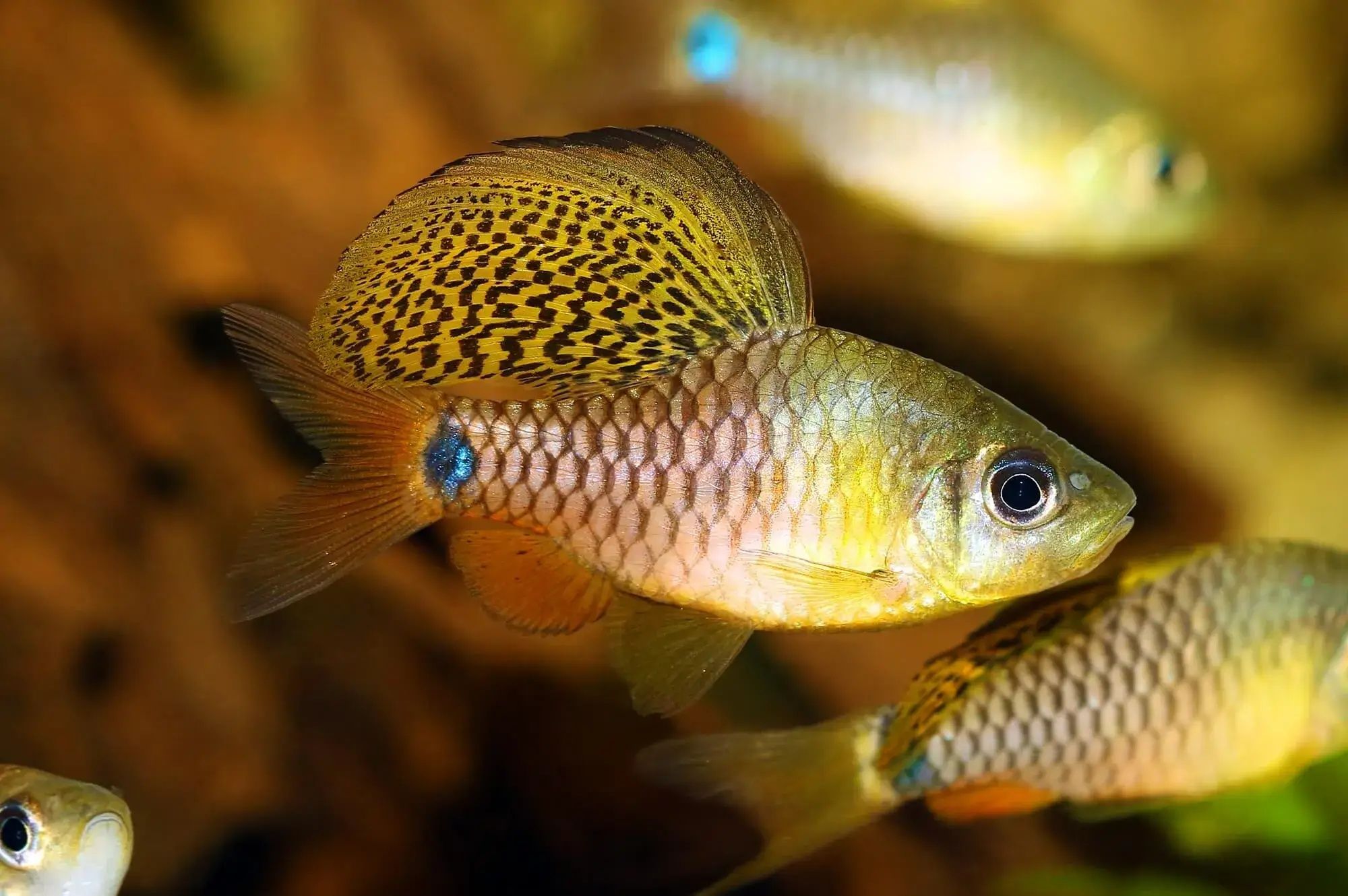 Brzanka Żaglopłetwa (Oreichthys crenuchoides.) MASSON