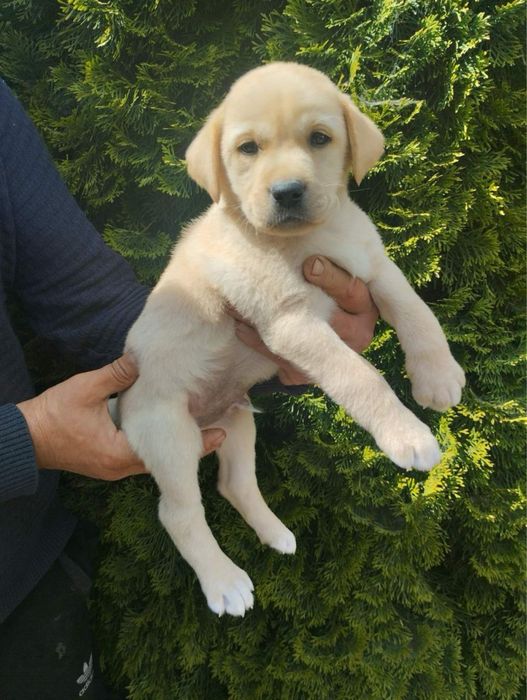 Продам чудових Лабрадорчиків