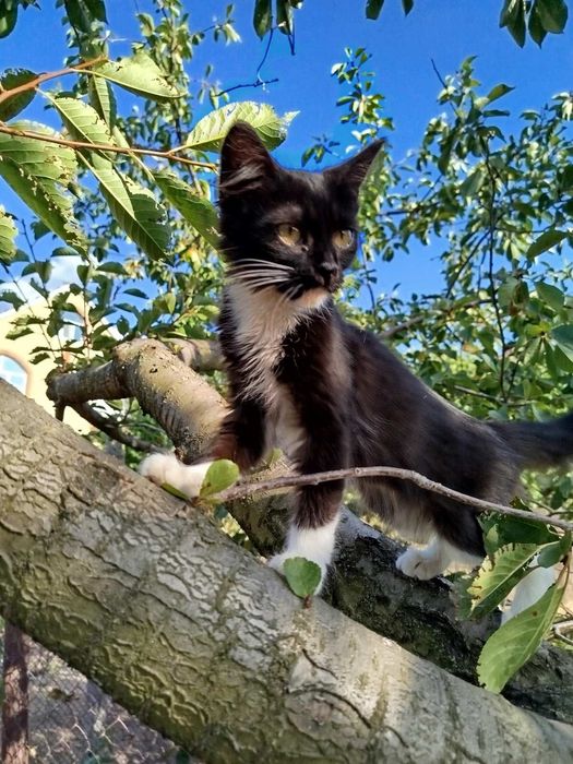 Шикарная Кира, 5 месяцев! Девочка)