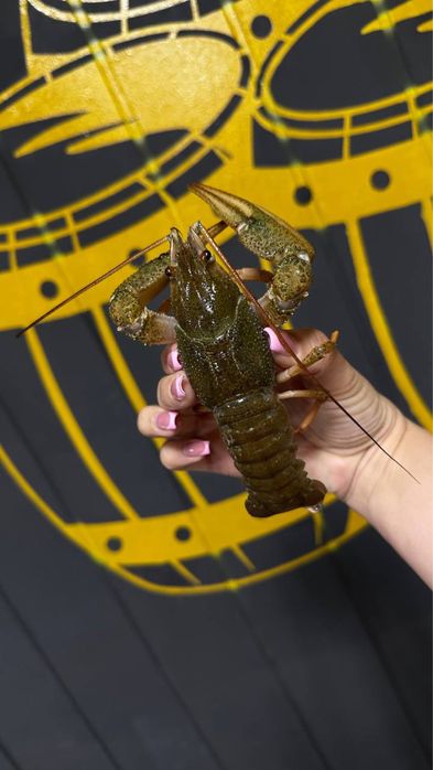 Продам Раків Ізюм