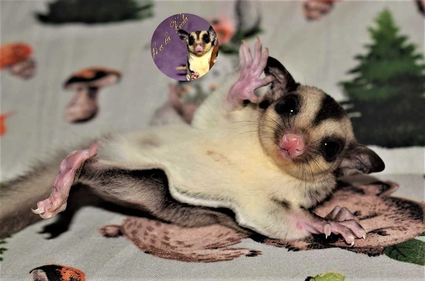 Lotopałanki, lotopałanka , sugar glider