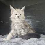 Kocurek Maine coon rodowód fpl FIFe