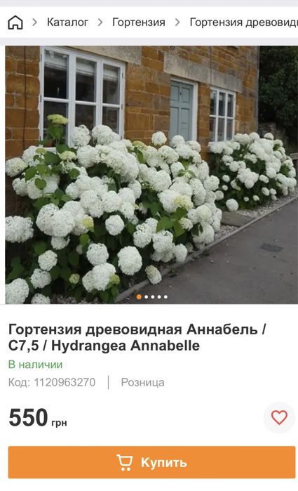 Сирень біла і темнофіолетова, Гортензия древовидная Аннабель