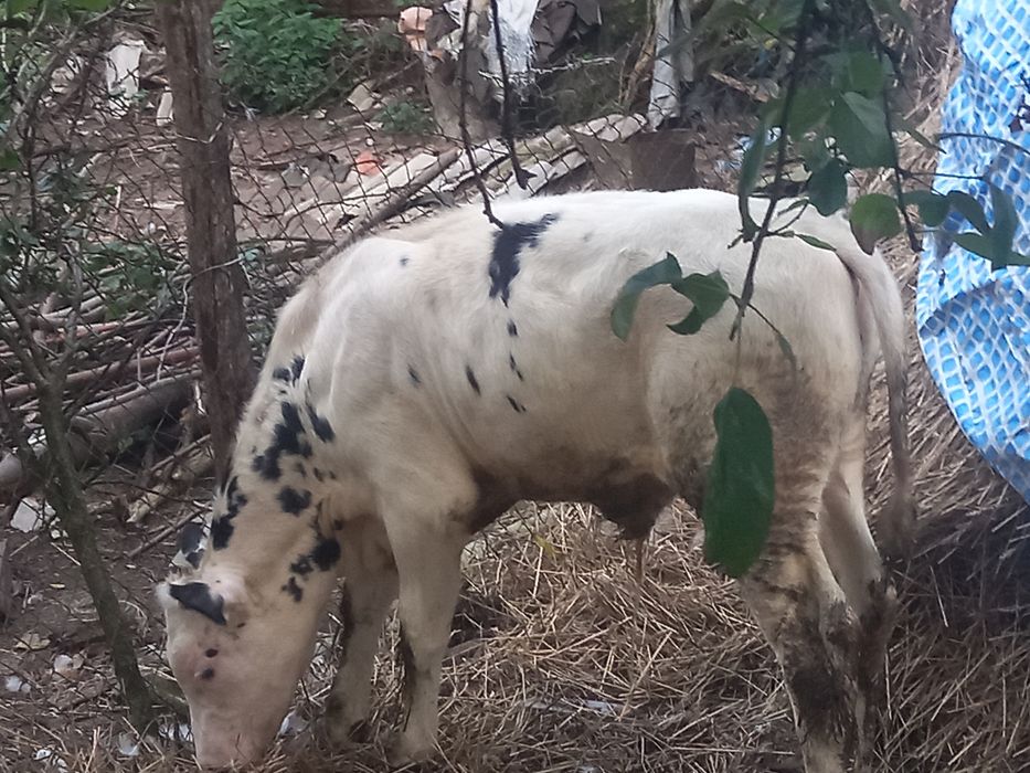 Продам бичка  Яворівський район с.Чернилява