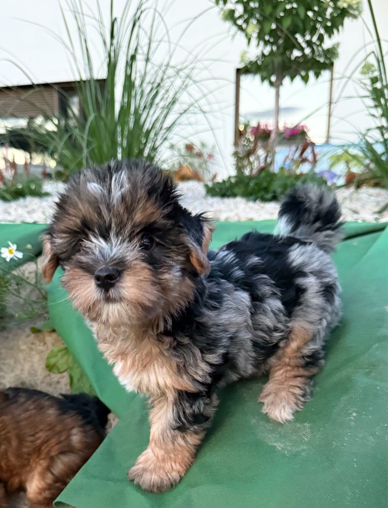 Śliczna suczka Blue Merle Yorkshire Terrier