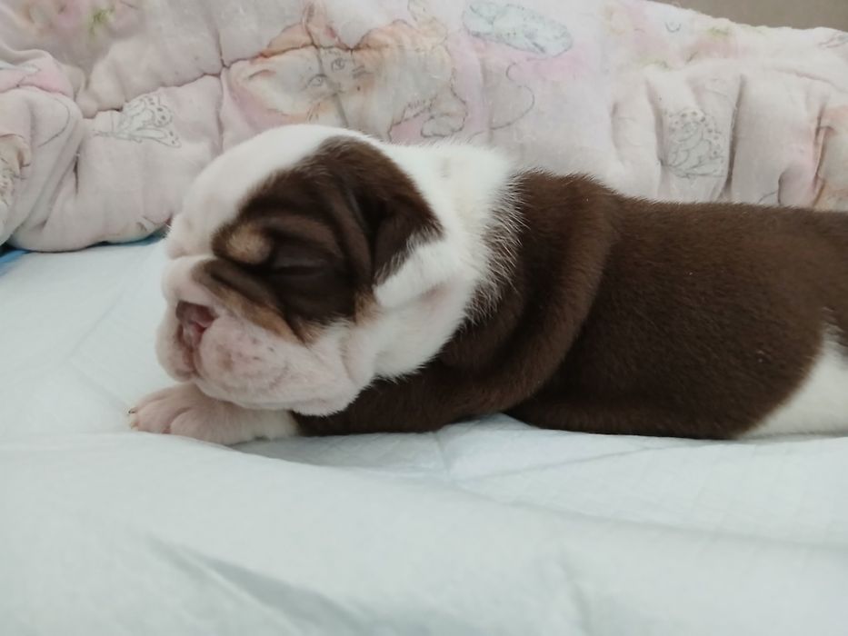 Buldog Angielski  Samiec