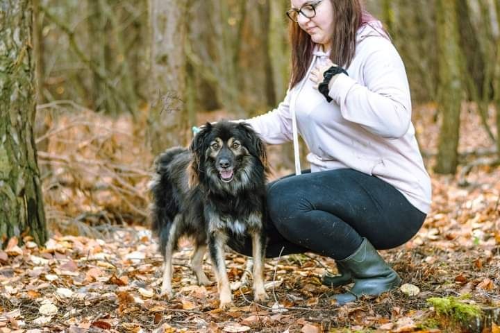 Został adoptowany jako szczeniak i oddany jakoś dorosły psiak...