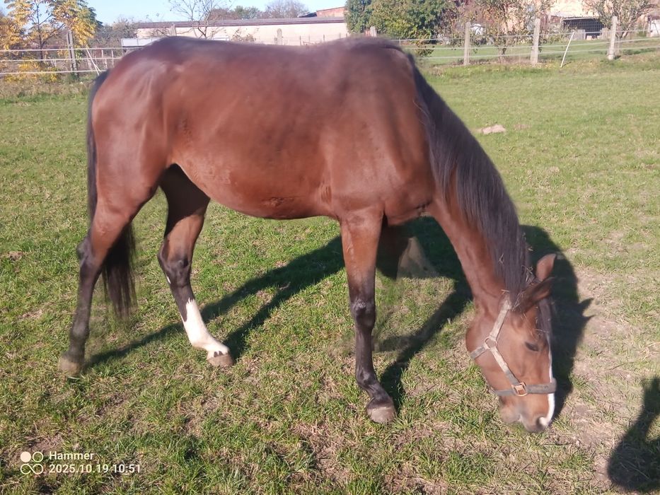 Sprzedam klacz ze źrebakiem.