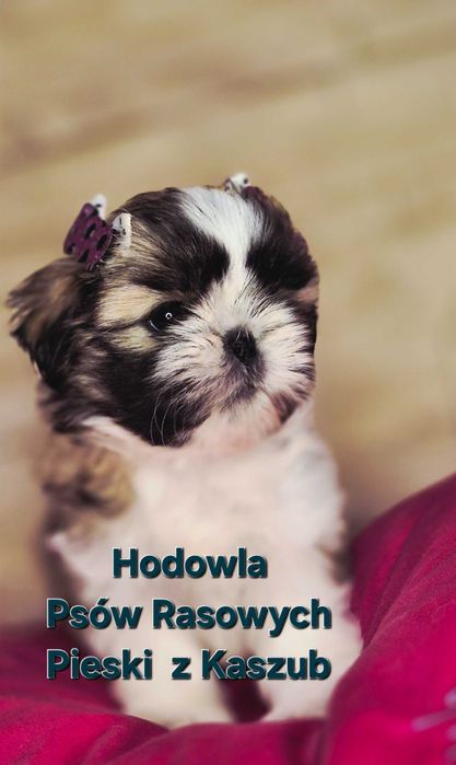 Shih-tzu Ost. dziewczynka do rezerwacji z Hodowli Pieski z Kaszub