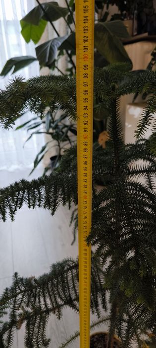 Araukaria wyniosła 1m