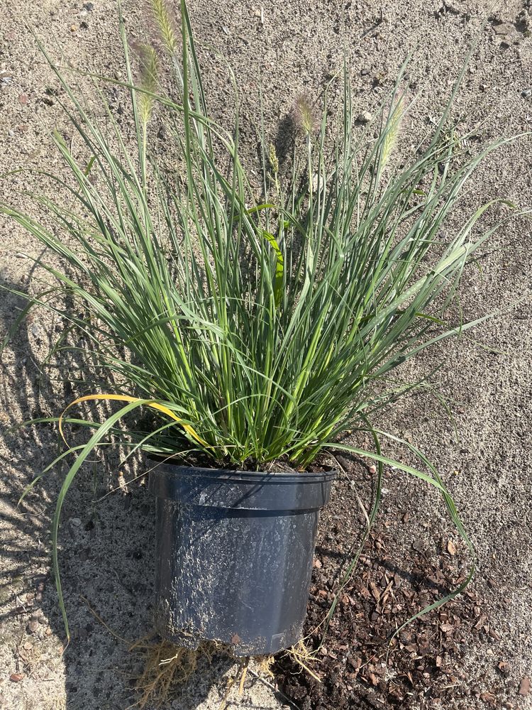 Sprzedam Trawa Rozplenica Japońska Hameln 60-80cm Donica3l