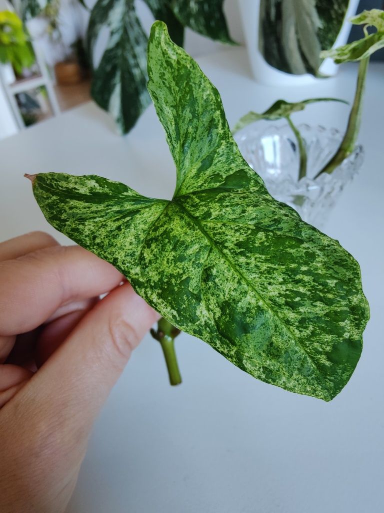 Syngonium mottled mojito obłędnie wybarwione sadzonki pedowe