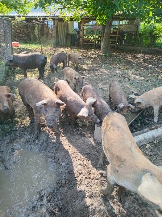 Продам поросята свині