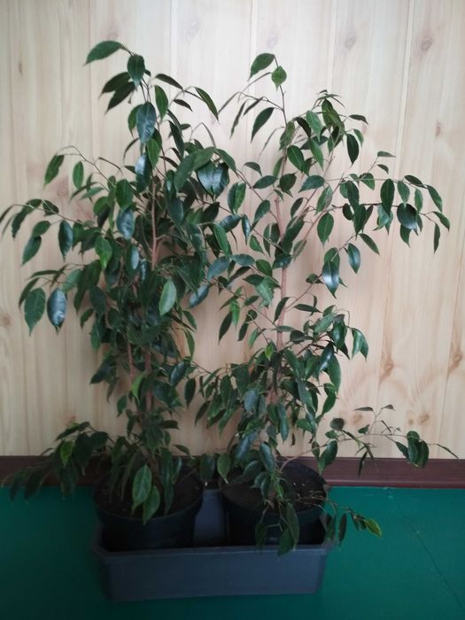 Фікус Бенджаміна, 105 см з горщиком