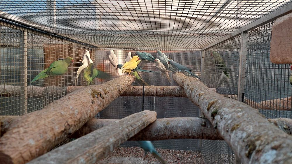 Aleksandretty obroźne pary lęgowe i ptaki z 2022 i 2023r.