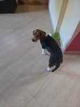 Oddam psa beagle w dobre ręce
