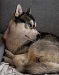 Reproduktor syberian husky z heterochromią