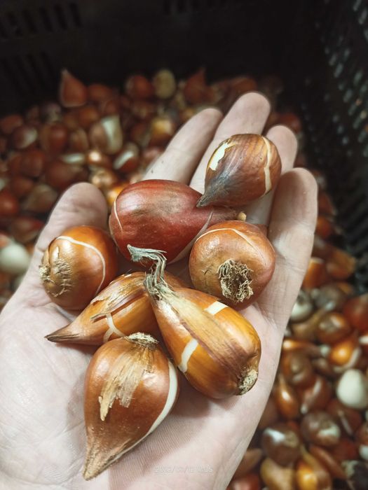 Тюльпани нарциси, цибулини тюльпанів нарцисів, тюльпаны, луковицы