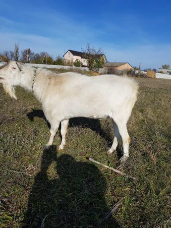 Зааненский козел, цап чистопородный (сын Витаса - Германия)