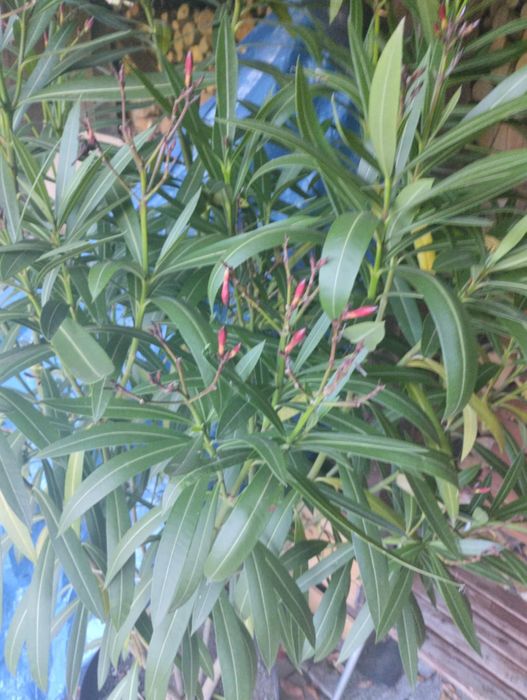 Różowy Oleander 150 cm