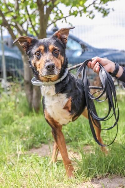 Jager do adopcji!