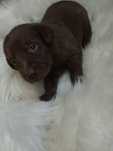 Labrador Szczenie