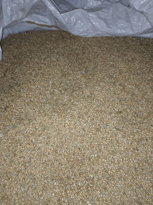 Sprzedam pszenicę zimową