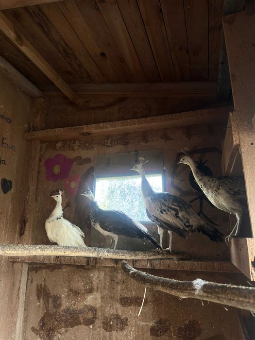 Pawie 2025 rok para czarnoskrzydłych