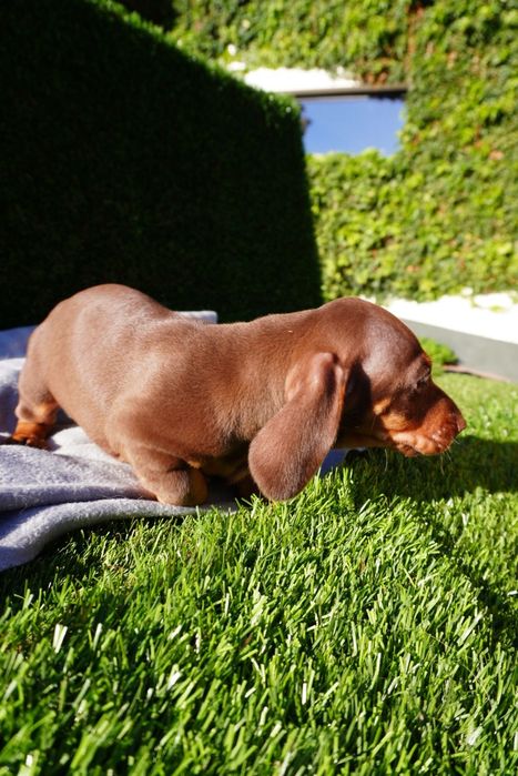 Teckel chocolate mini. Qualidade de top