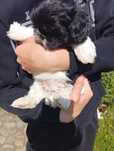 Shih-Tzu Rodowód
