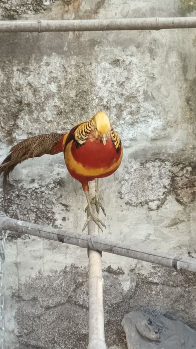 Para venda últimos Faisoes com 1 ano de idade