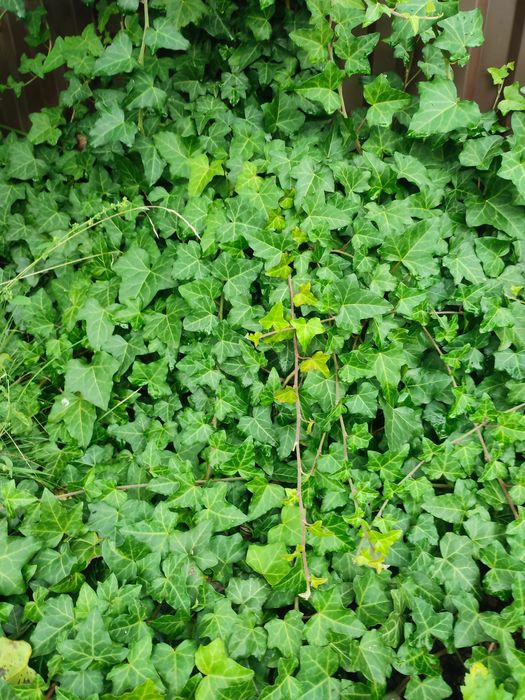 Плющ вічнозелений ліана