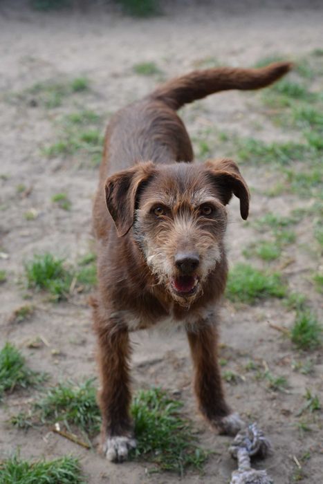 Prezes, pies w typie wyżła czeskiego szuka domu