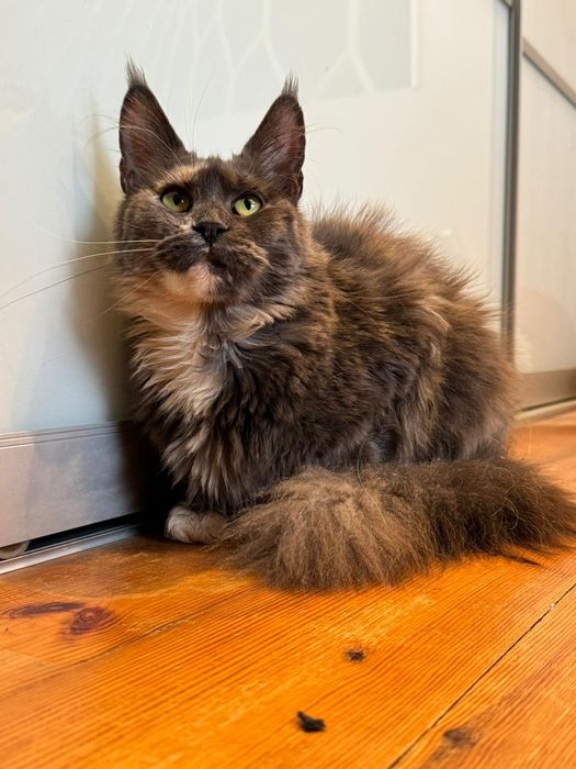 Maine coon kotka [wysterylizowana]