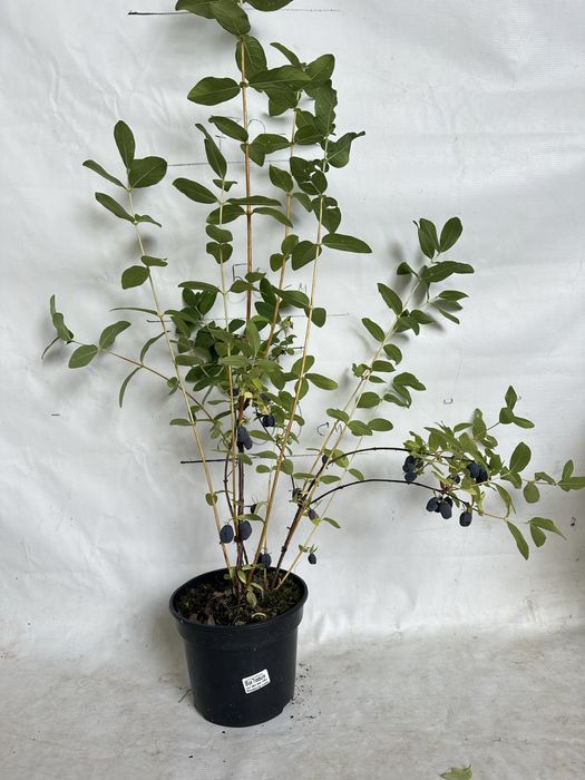 Жимолость саджанці 3 річні
