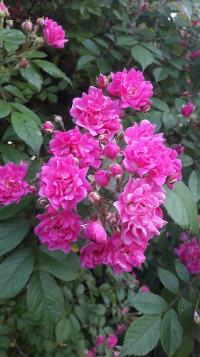 Лилия крупная кремовая, ромашка высокая, гвоздика, хризантемы, цветы