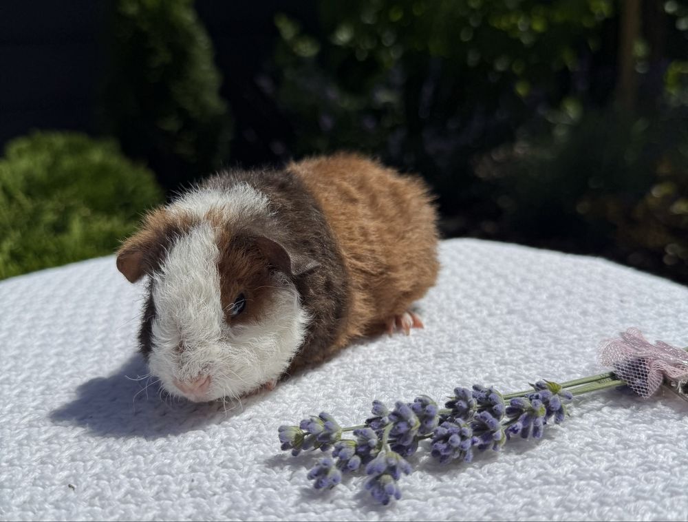 Świnka Morska US Teddy Samiec