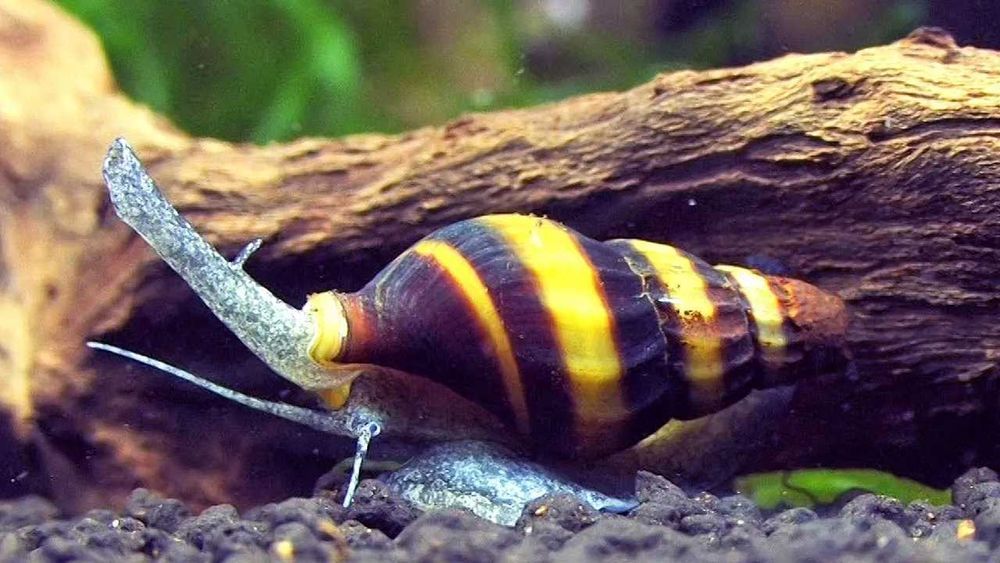 Caracol Assassino - Anetome helena