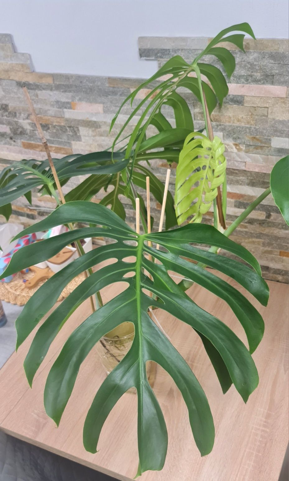 Monstera Sieranna Mexican form , szczyt 5 liści