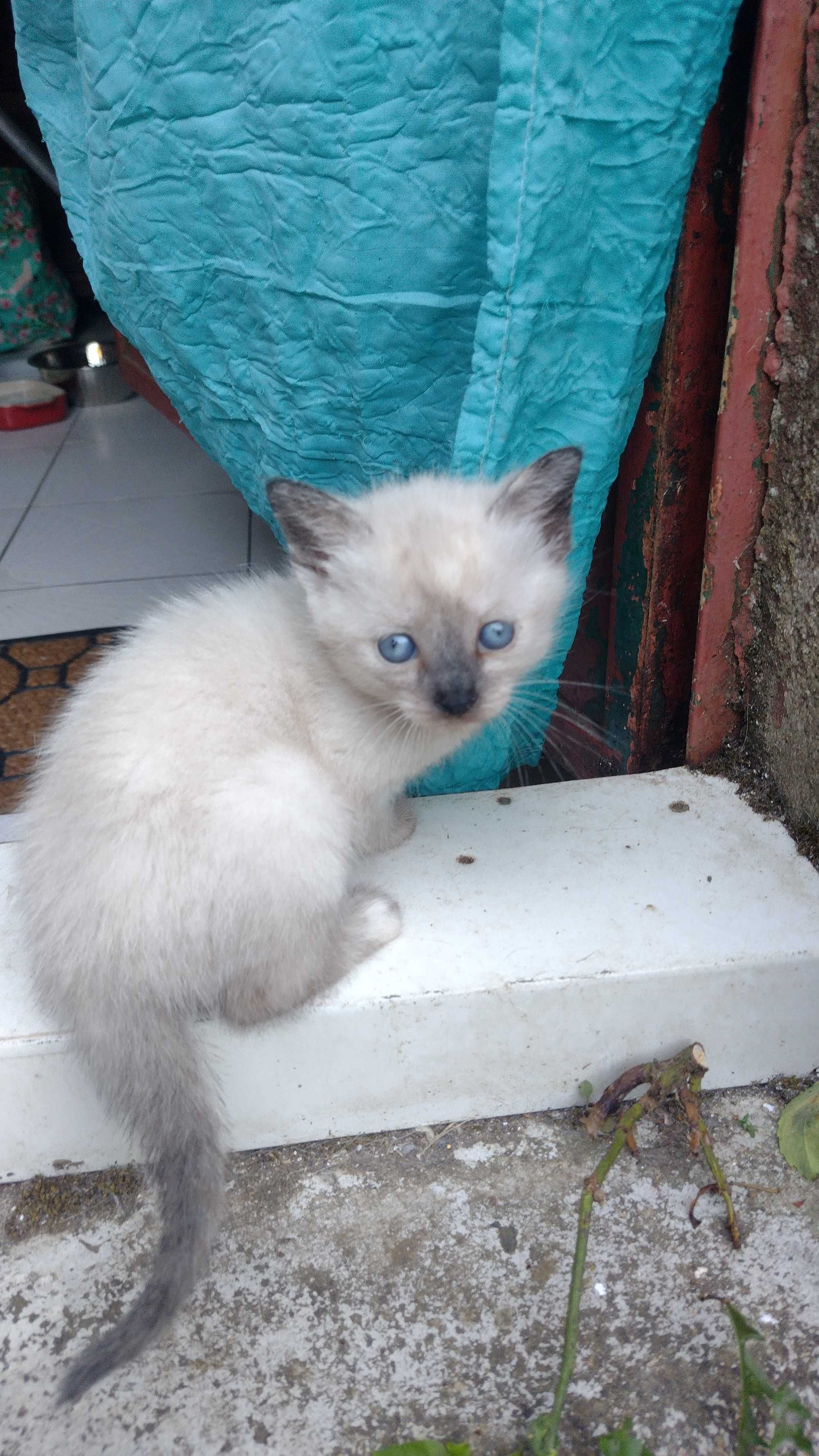 As gatinhas para adopção