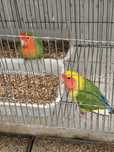 Casais de Roseicollis