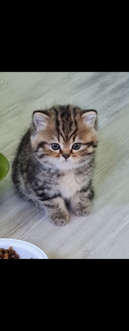 Gatinha Brittich shorthair