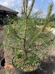 Sosna czarna 40-50 cm Doniczka 3 l