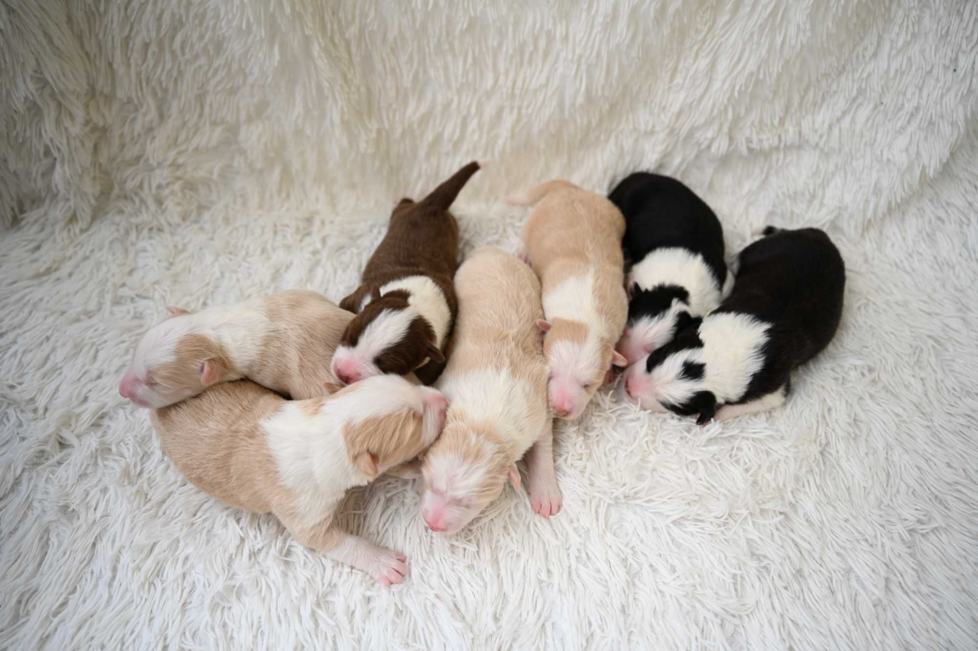 Piesek Border Collie ee-red ZKwP FCI