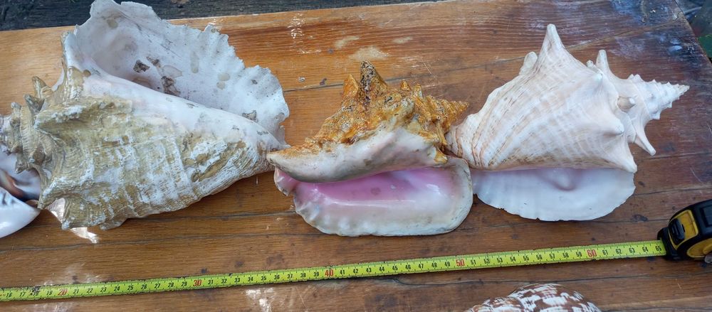 Ракушки черепашки морские Торг