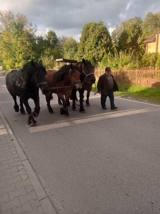 Sprzedam konia kasztankę
