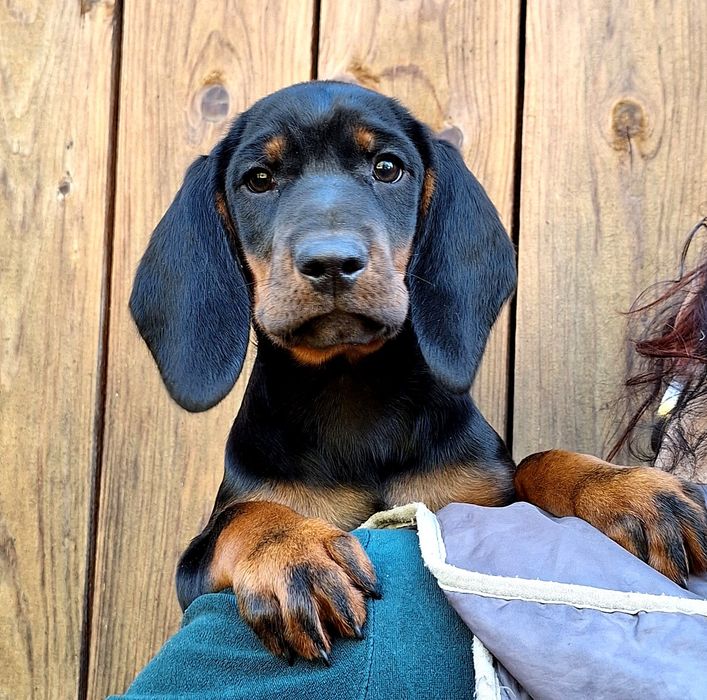 Gończy Słowacki KOPOV ZKwP FCI